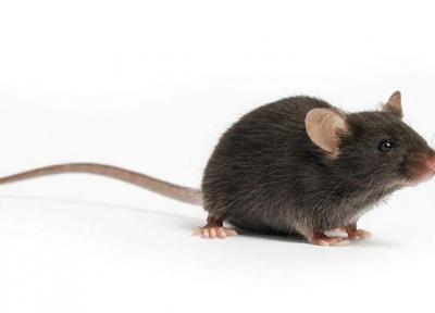 دنیا در جستجوی یک موش خاص ، شاید او ما را از کرونا نجات دهد