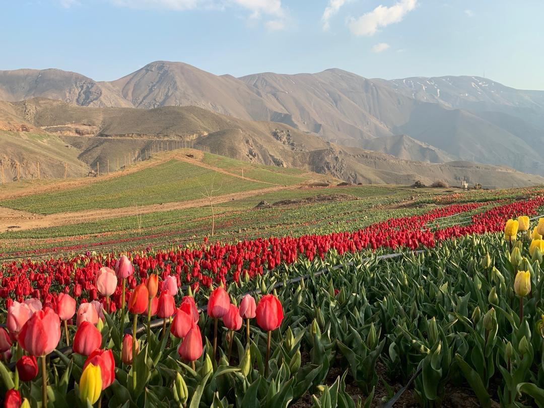 نمایی از دشت گل در روستای کندر تصاویر نمایی از دشت گل در روستای کندر
