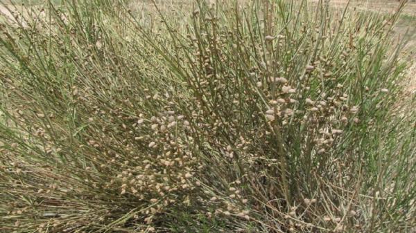 سبز شدن مزارع روستای قزاآن با کاشت بادام کوهی سبز شدن مزارع روستای قزاآن با کاشت بادام کوهی
