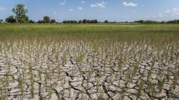 خشکسالی و نهاده های دامی مهم ترین چالش های احصا شده بخش کشاورزی کشور است